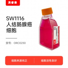 SW1116（人结肠腺癌细胞）