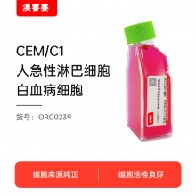 CEM/C1（人急性淋巴细胞白血病细胞）