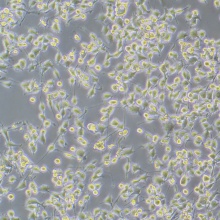 BV2（小鼠小胶质细胞）