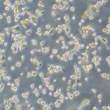 BV2（小鼠小胶质细胞）