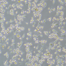 BV2（小鼠小胶质细胞）