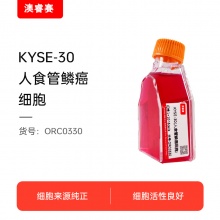 KYSE-30（人食管鳞癌细胞）