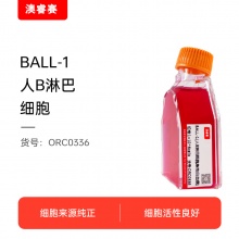 BALL-1（人B淋巴细胞急性白血病）