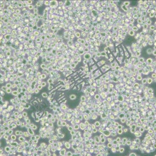 RPMI-8226（人多发性骨髓瘤细胞）