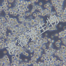 RPMI-8226（人多发性骨髓瘤细胞）