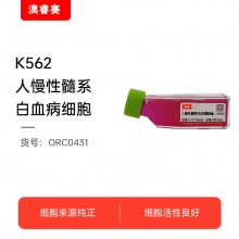 K562（人慢性髓系白血病细胞）