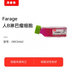 Farage（人B淋巴瘤细胞）