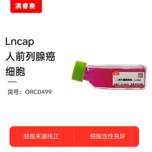 Lncap（人前列腺癌细胞）