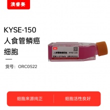 KYSE-150（人食管鳞癌细胞）