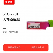 SGC-7901（人胃癌细胞）
