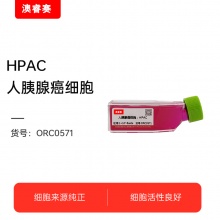 HPAC（人胰腺癌细胞）