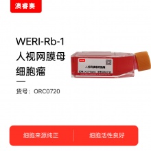 WERI-Rb-1（人视网膜母细胞瘤）