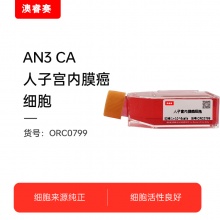 AN3 CA（人子宫内膜癌细胞）