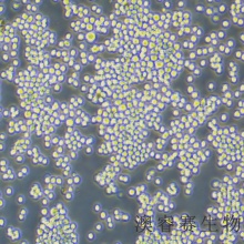 MH-S（小鼠肺泡巨噬细胞）