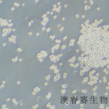 MH-S（小鼠肺泡巨噬细胞）