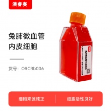 兔肺微血管内皮细胞