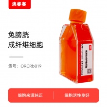 兔膀胱成纤维细胞