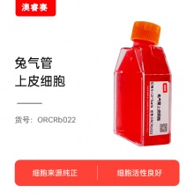 兔气管上皮细胞