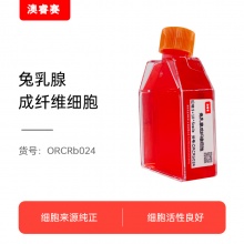 兔乳腺成纤维细胞