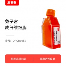 兔子宫成纤维细胞
