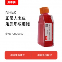 NHEK（正常人表皮角质形成细胞）