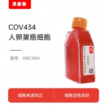 COV434（人卵巢癌细胞）