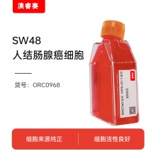 SW48（人结肠腺癌细胞）