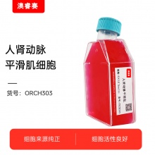 人肾动脉平滑肌细胞