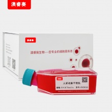 人肾动脉平滑肌细胞