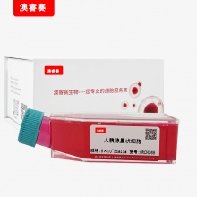 人胰腺星状细胞