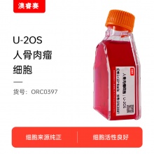 U-2OS 人骨肉瘤细胞