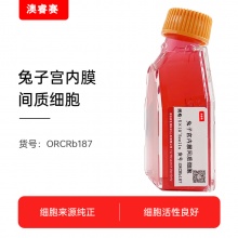 兔子宫内膜间质细胞