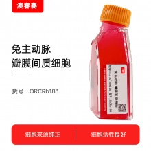 兔主动脉瓣膜间质细胞