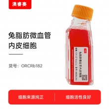 兔脂肪微血管内皮细胞