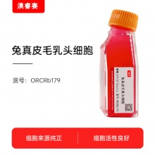 兔真皮毛乳头细胞