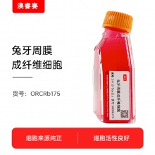 兔牙周膜成纤维细胞