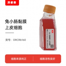 兔小肠黏膜上皮细胞