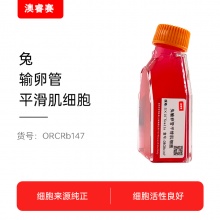 兔输卵管平滑肌细胞