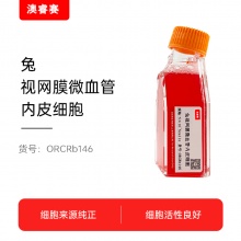 兔视网膜微血管内皮细胞
