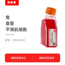 兔食管平滑肌细胞