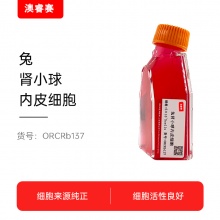 兔肾小球内皮细胞