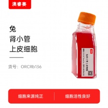 兔肾小管上皮细胞