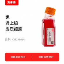 兔肾上腺皮质细胞