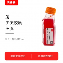 兔少突胶质细胞