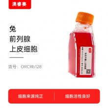 兔前列腺上皮细胞