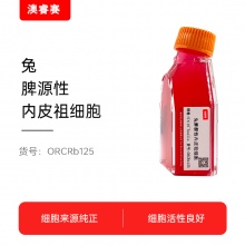 兔脾源性内皮祖细胞