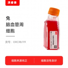 兔脑血管周细胞