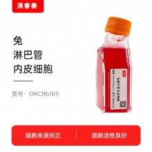 兔淋巴管内皮细胞