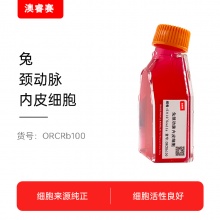 兔颈动脉内皮细胞