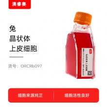 兔晶状体上皮细胞